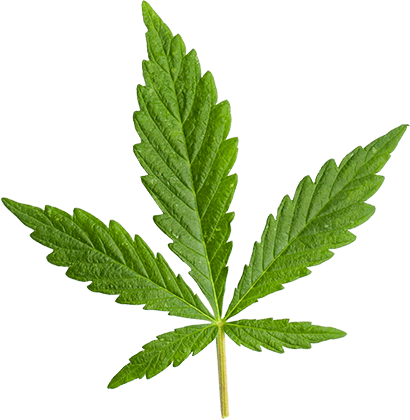 https://www.greenjar420.com/wp-content/uploads/2018/12/marijuana_leaf_large.png